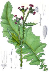 Carduus crispus (chardon crépu)