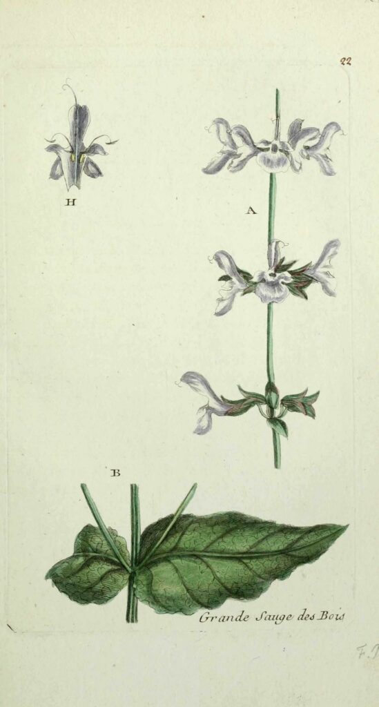 Salvia sylvestris (sauge sauvage)