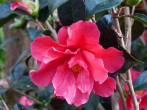 Camellia 'Freedom bell'