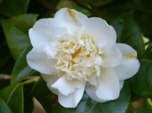 Camellia 'Mère Teresa' 2014-04-01