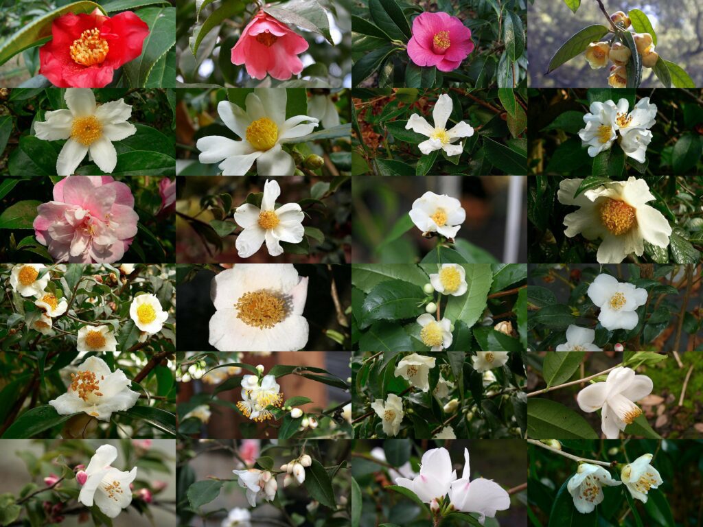 Camellia botaniques