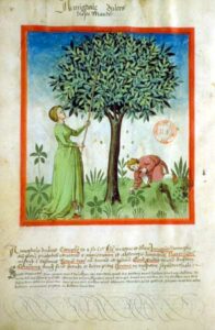 Tacuinum sanitatis - Amiggdale dulces, Amande douce - BNF Latin 9333 - 15v