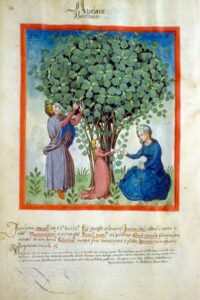 Tacuinum sanitatis - Avelane, Noisette - BNF Latin 9333 - 14v