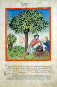 Tacuinum sanitatis - Castance, Chataigne - BNF Latin 9333 - 14