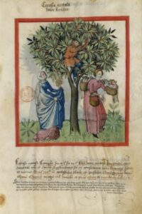 Tacuinum sanitatis - Cerosa acerosa - BNF Latin 9333 - fol. 9
