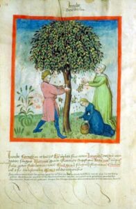 Tacuinum sanitatis - Juiube - BNF Latin 9333 - 12v