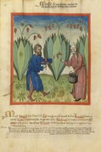 Tacuinum sanitatis - Musse, Banane - BNF Latin 9333 - fol. fol. 17v