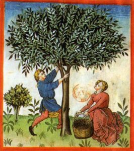 Tacuinum sanitatis - Olive - BNF Latin 9333 - 13v