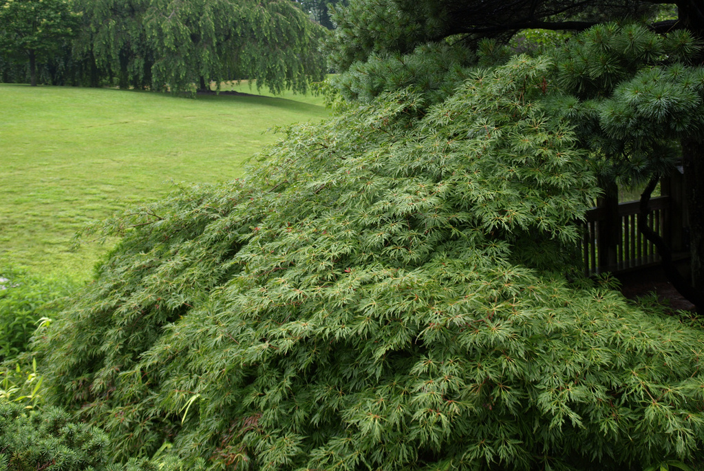 Acer-japonicum-Green-cascade