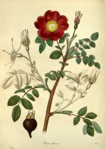 Rosa alpina 2