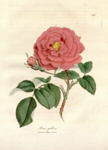 Rosa gallica L. 2