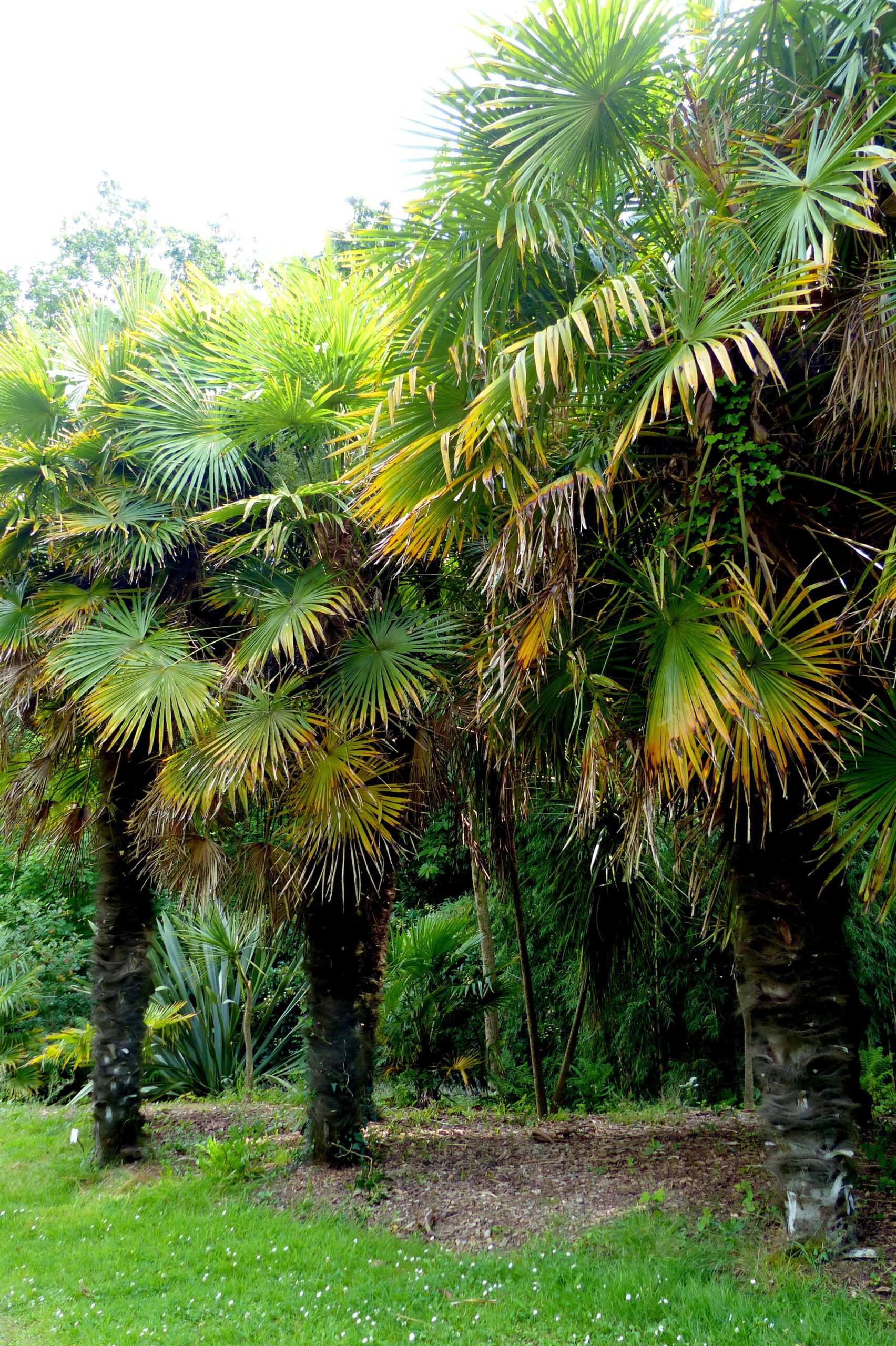 Palmier de Chine : caractéristiques, plantation, culture