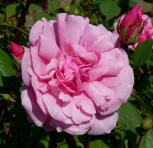 Rose Cecil Brunner
