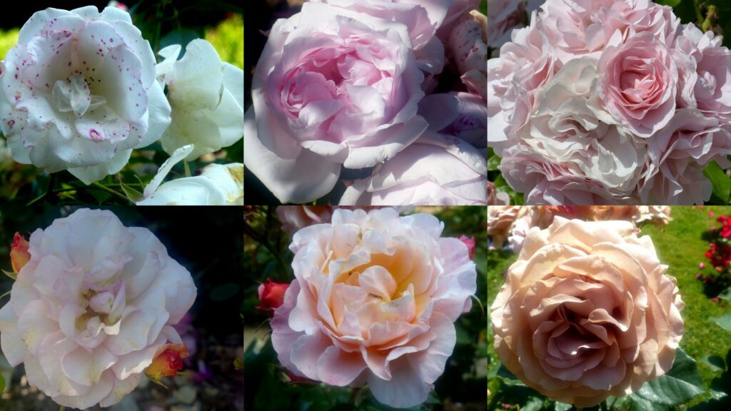 Roses BFG blanc-rose