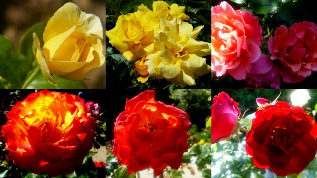 Roses BFG jaune-rouge